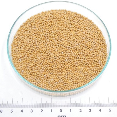 Pequenas sementes amarelas num prato de vidro com régua em fundo branco