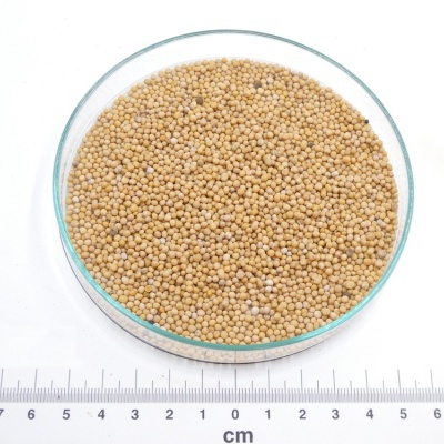 Mostarda Branca bio*