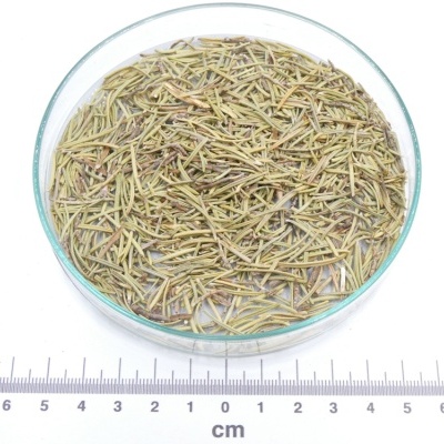 Plato de vidro com folhas secas de ervas sobre fundo branco com régua em cm