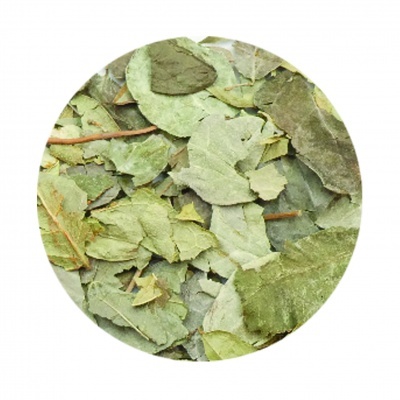 BOLDO-DO-CHILE folha BIO