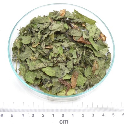 Hortelã-Vulgar bio*