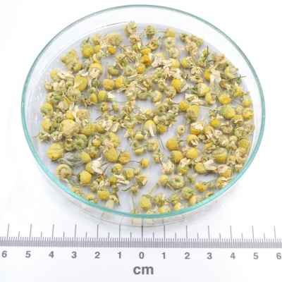 flores secas de camomila em prato de vidro com régua em cm