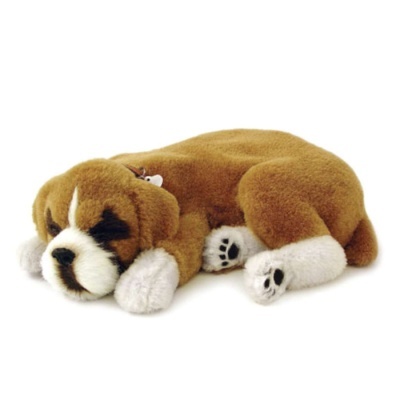 Boxer Perfect Petzzz