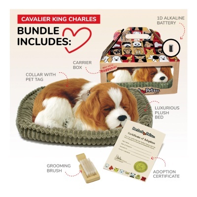 Cão Cavalier King Charles Perfect Petzzz