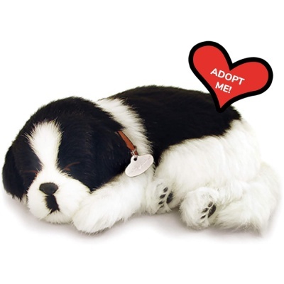 Border Colie Perfect Petzzz