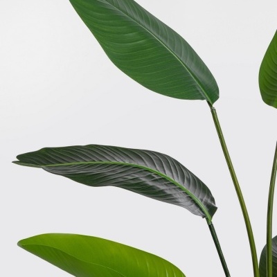 https://www.pecascomalma.pt/product/planta-strelitzia