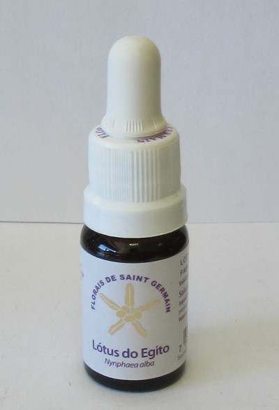 Floral Lótus do Egito