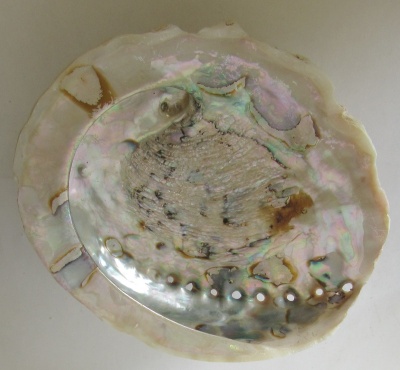 Concha de Abalone
