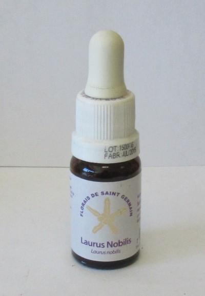 Floral Laurus Nobilis