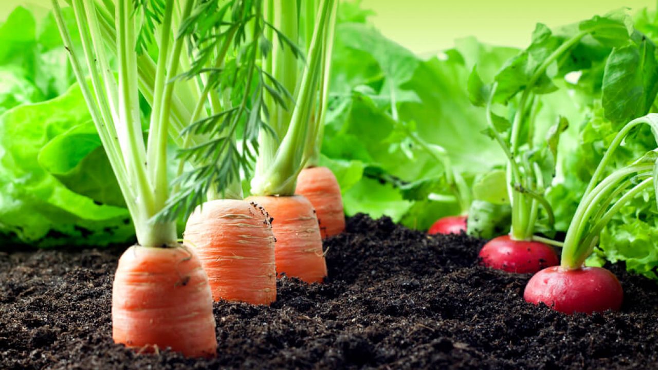 O que Plantar "Neve em fevereiro, presságio de mau celeiro" O que Plantar "Neve em fevereiro, presságio de mau celeiro"