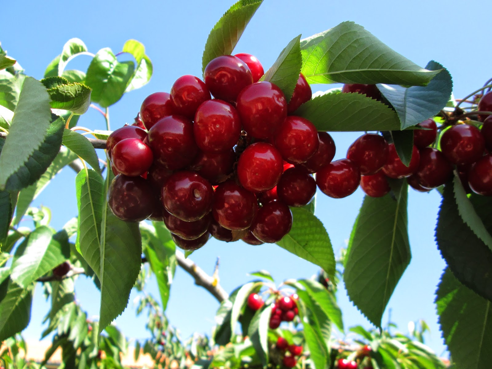 Maio Cerejas ao Borralho | Festa da Cereja