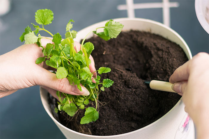 Plantar Aromáticas num vaso? Toda a informação Plantar Aromáticas num vaso? Toda a informação