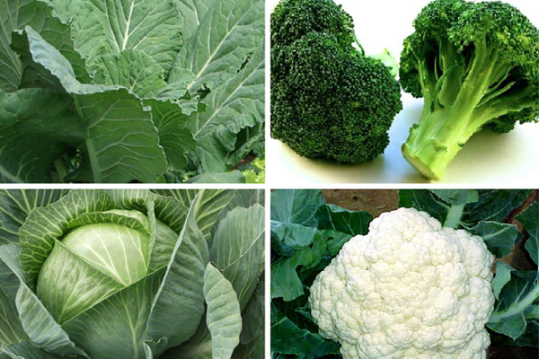 Maio o que semear? Maio o que semear?