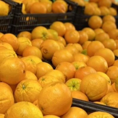 Laranja Algarve Extra /  Kg