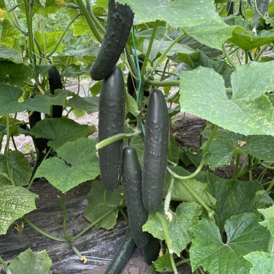 Pepino / 1Kg