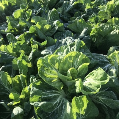 Penca / Couve Portuguesa / 1kg