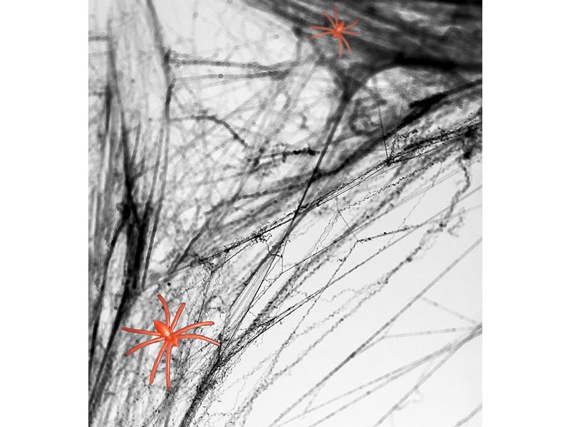 Dupla de aranhas alaranjadas sobre rede branca e preta