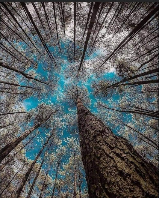 Vista de baixo para cima de árvores altas com folhas claras e céu azul