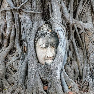 Cabeça de estátua de Buda entre raízes de árvore