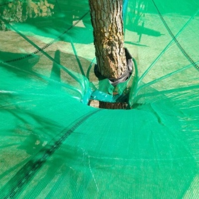 Maquina Apanha Azeitona MANUAL 6.5M