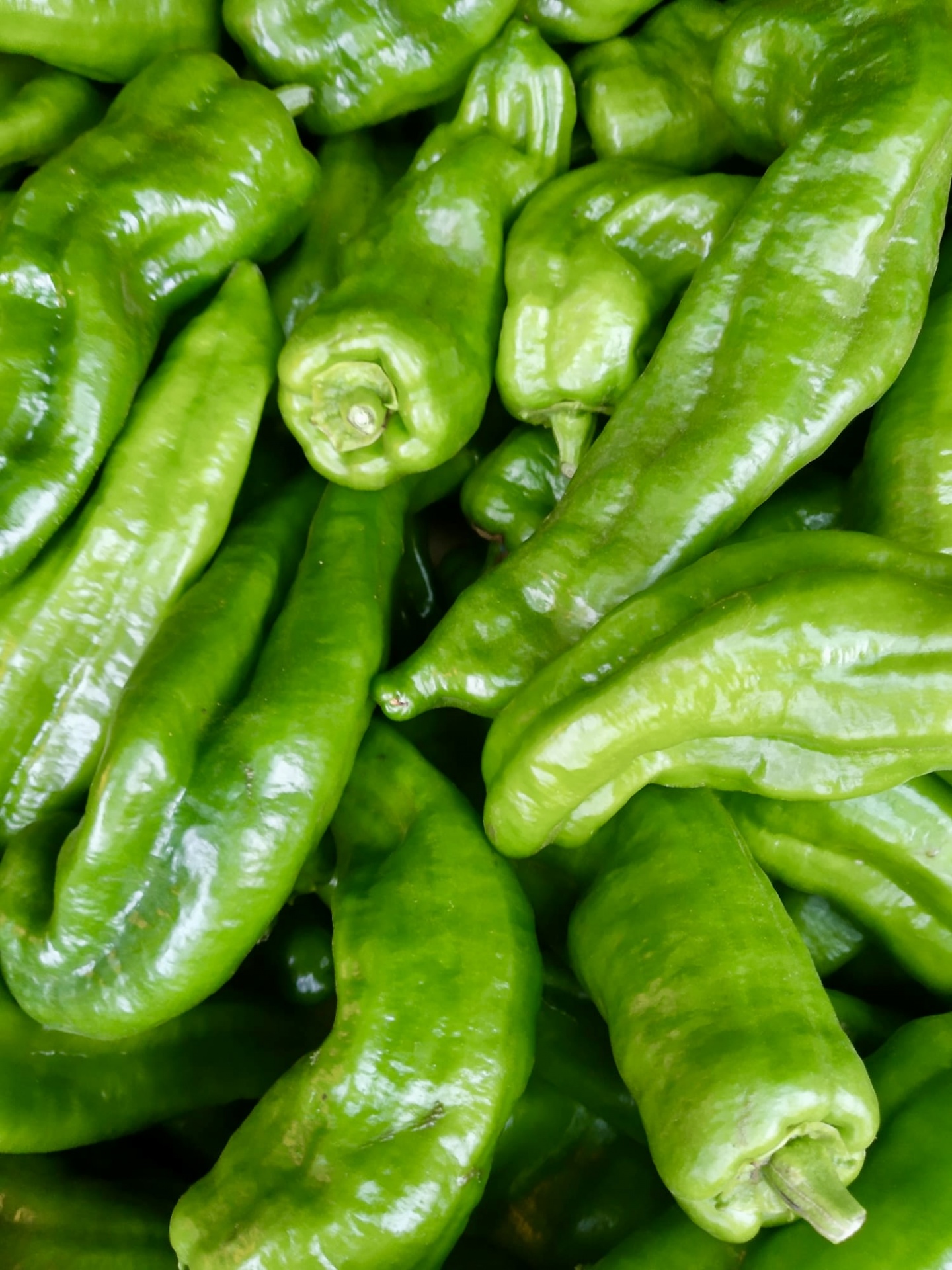 Pimento Verde uni