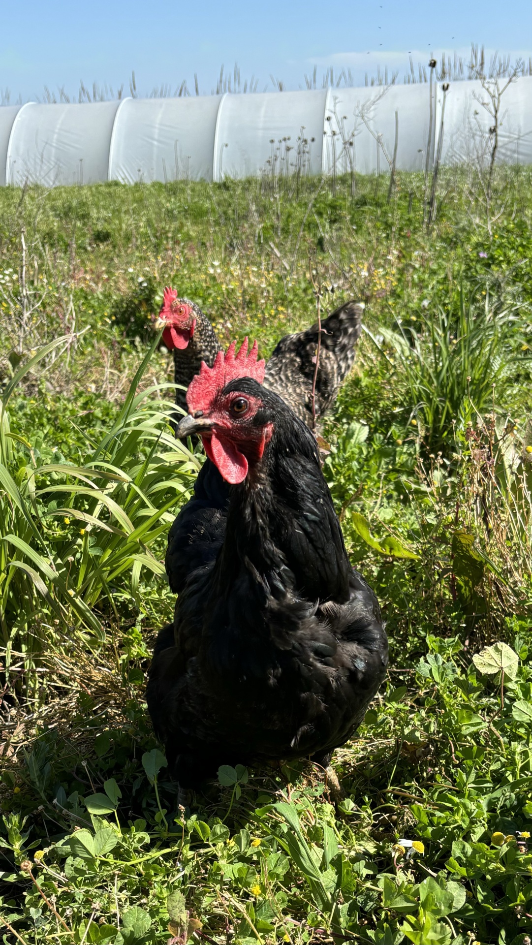 Ovos&#x20;da&#x20;Quinta