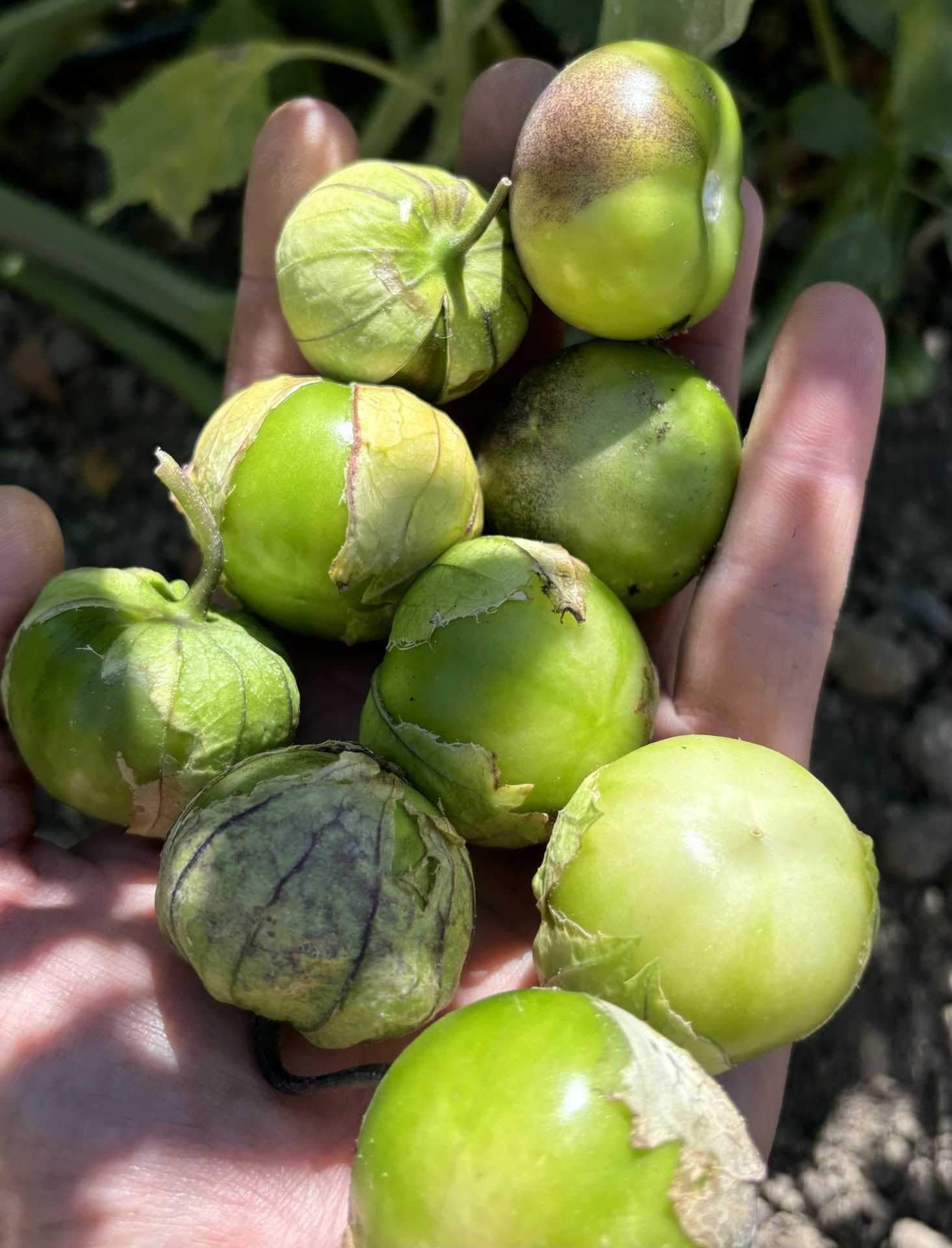 Tomatillo
