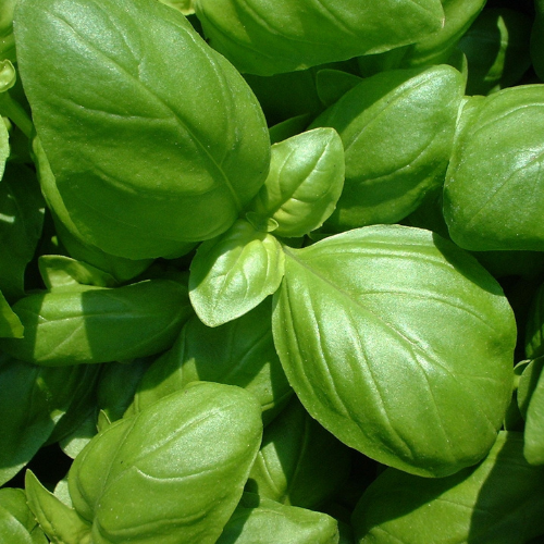 Manjeric&#x00E3;o&#x20;30g