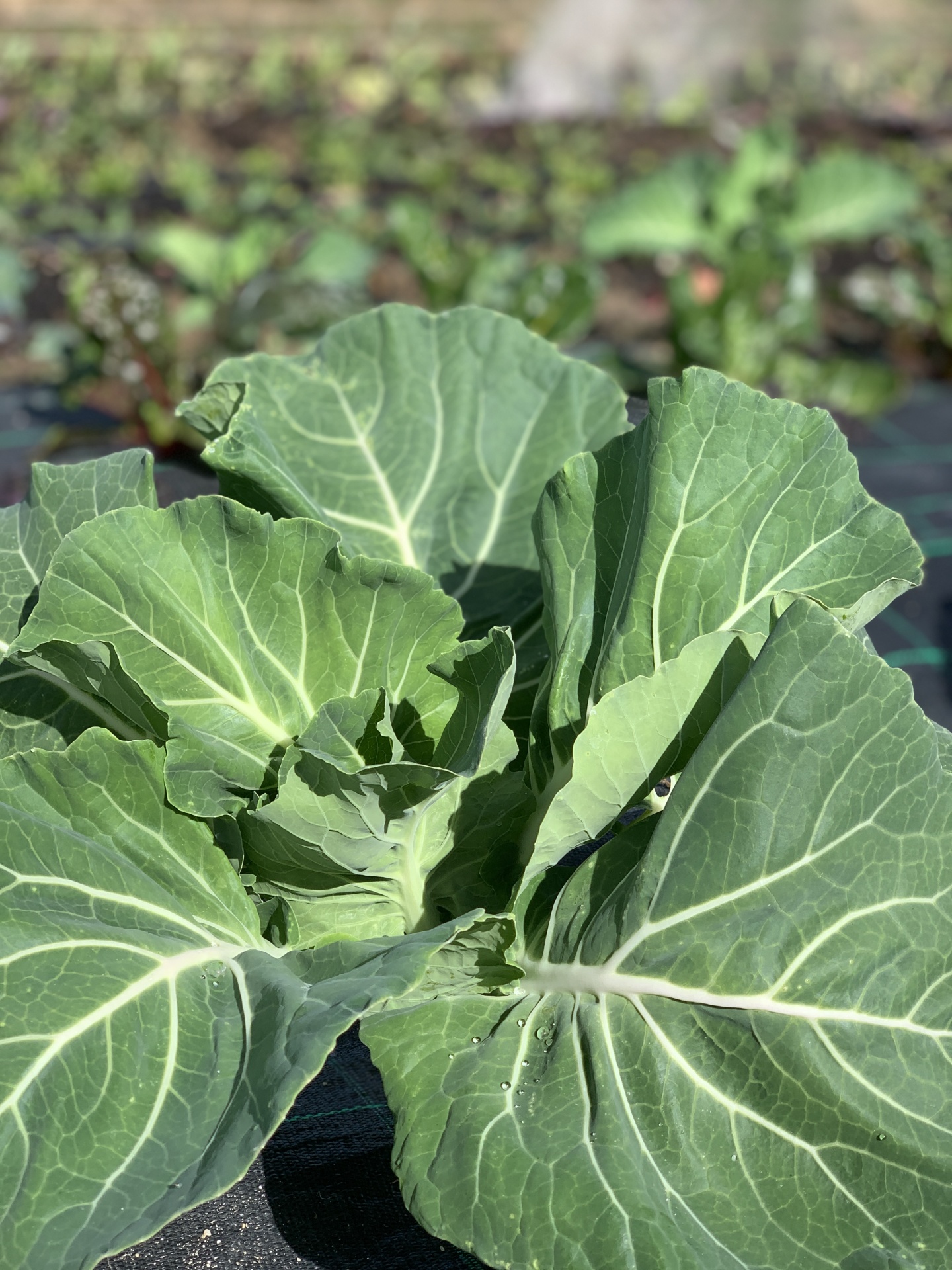 Couve&#x20;Portuguesa&#x20;uni