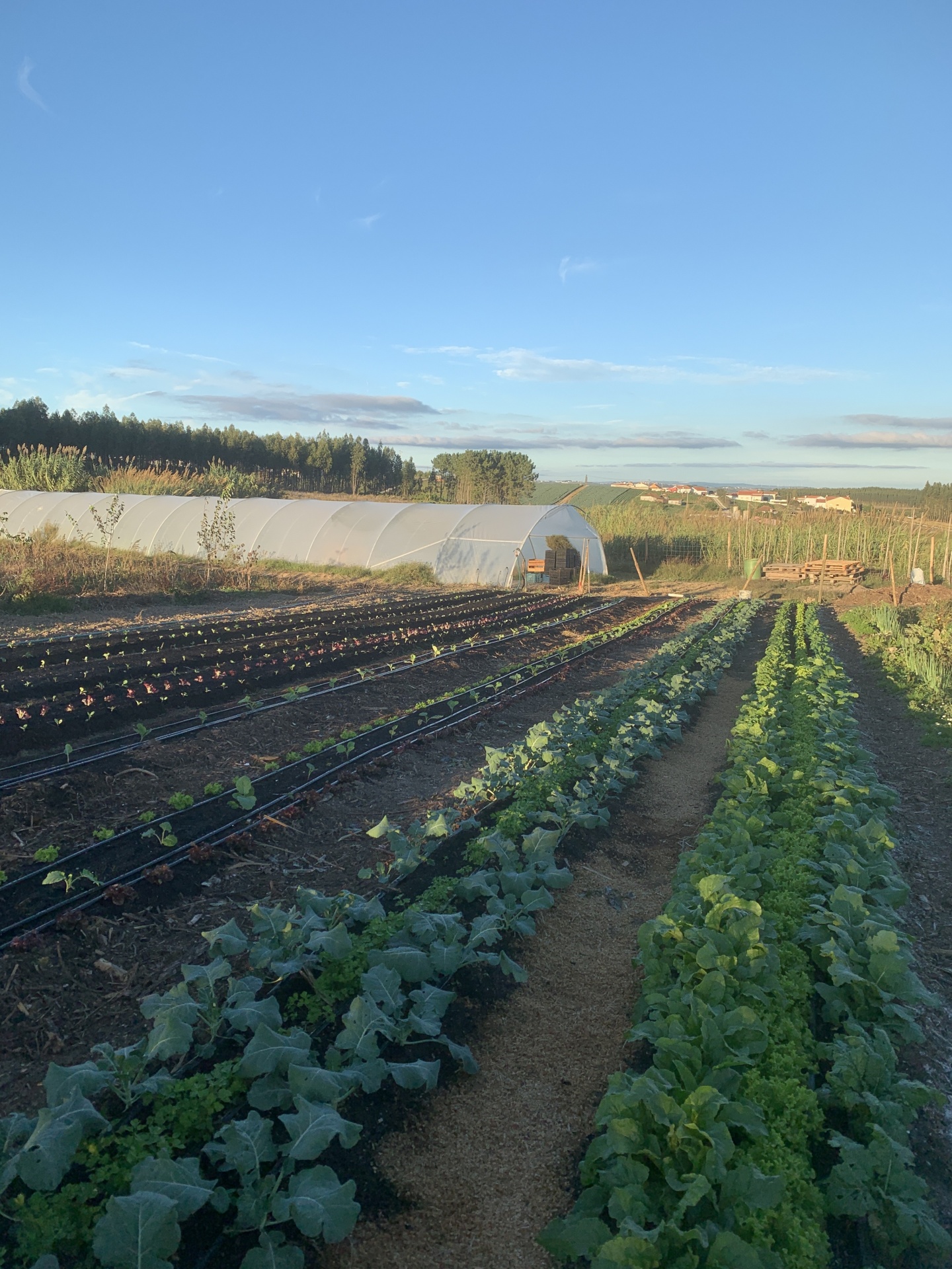 Cabaz&#x20;da&#x20;Semana&#x20;&#x7C;&#x20;SUBSCRI&#x00C7;&#x00C3;O