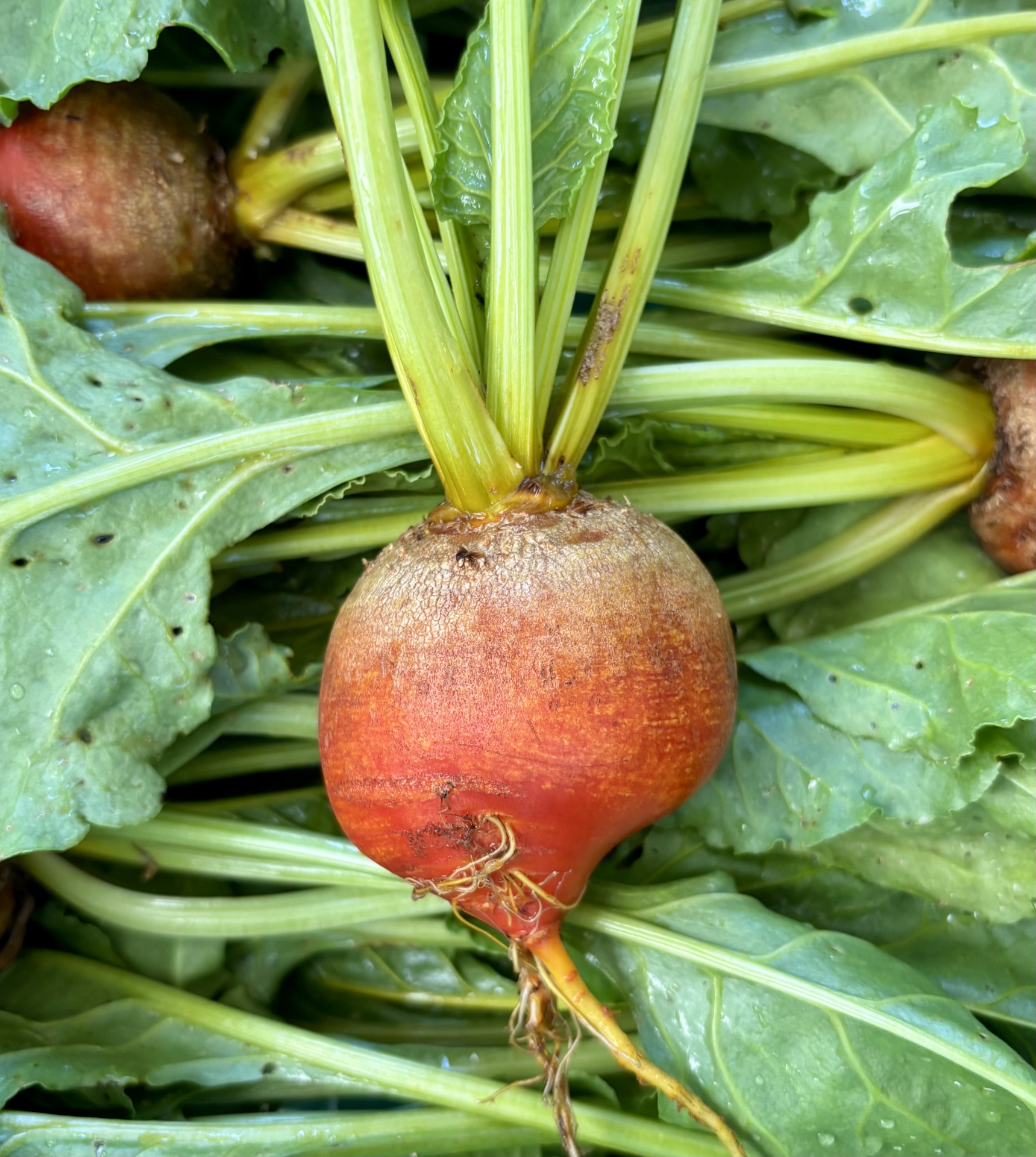 Beterraba&#x20;Amarela&#x20;uni