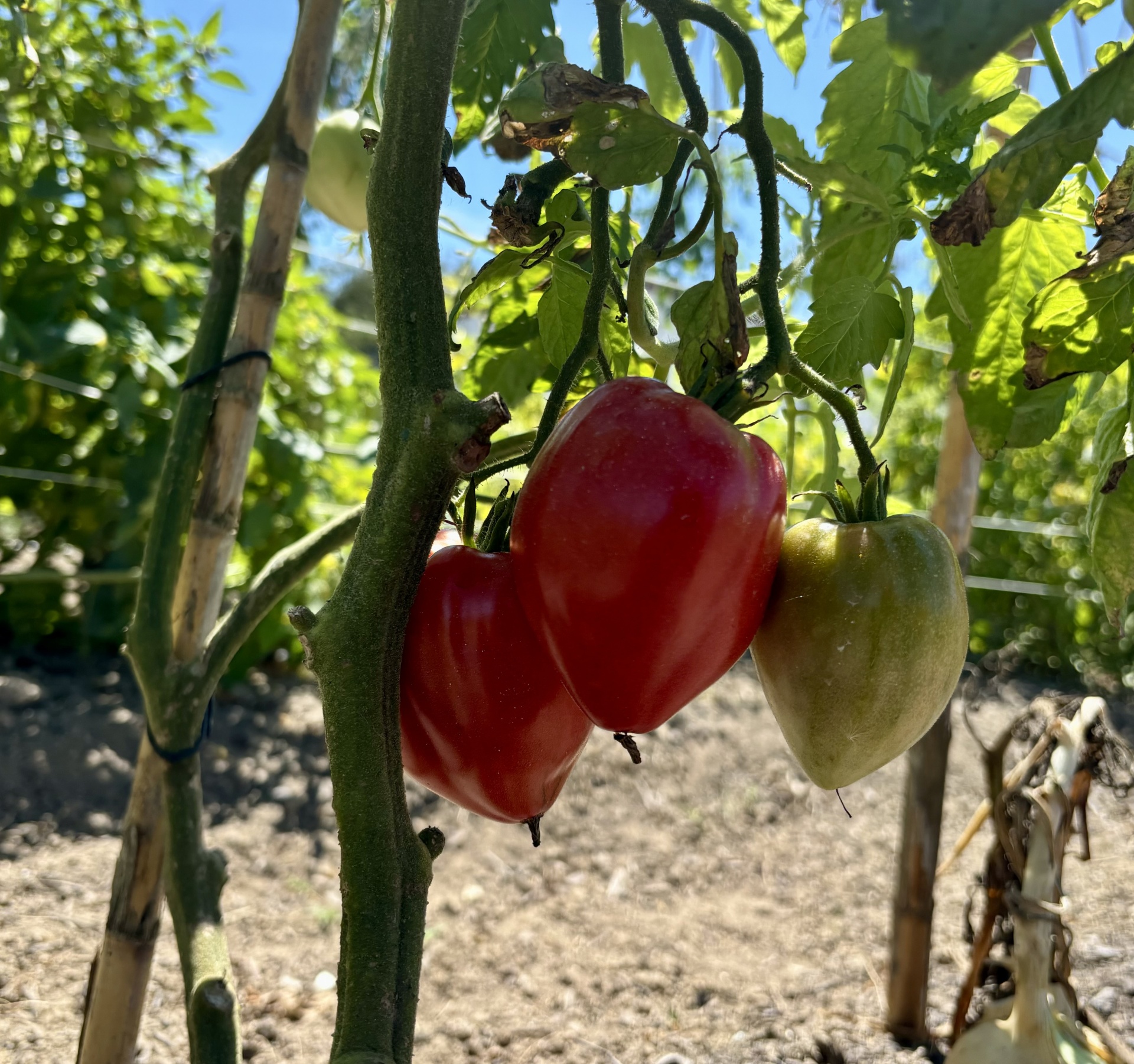 Tomate Coração de Boi