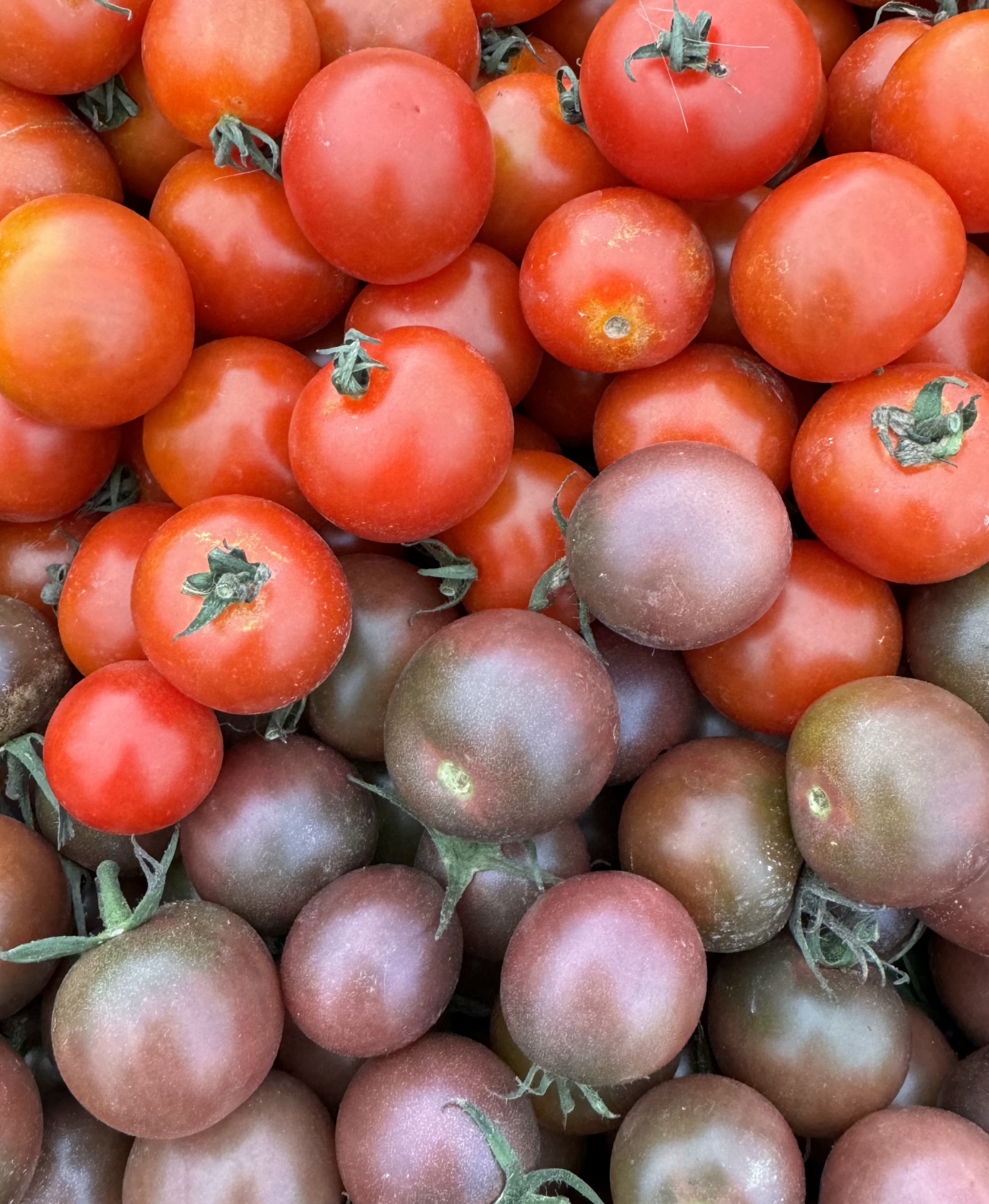 Tomate Cherry Mix