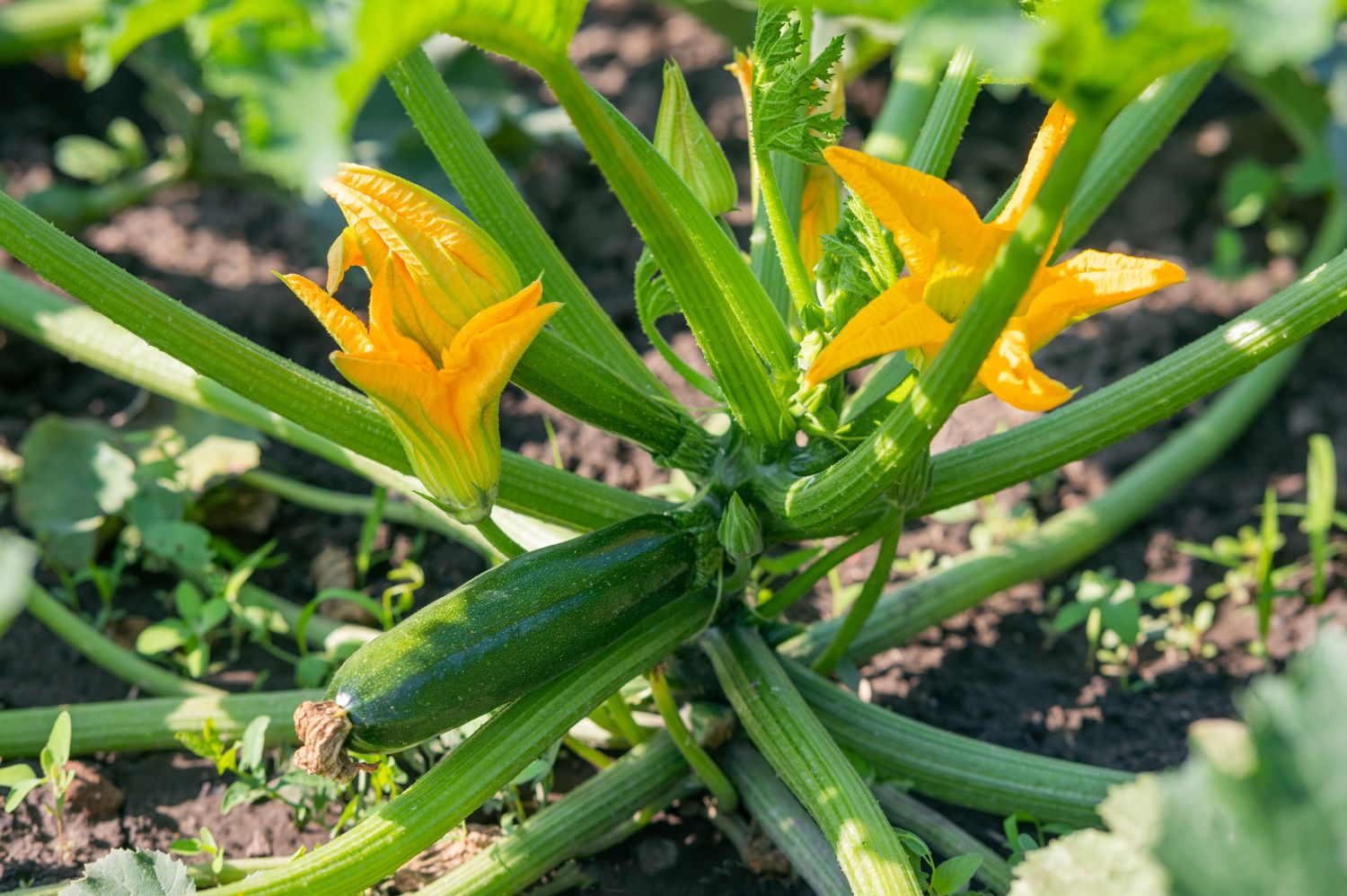 Flor de Courgette 5uni