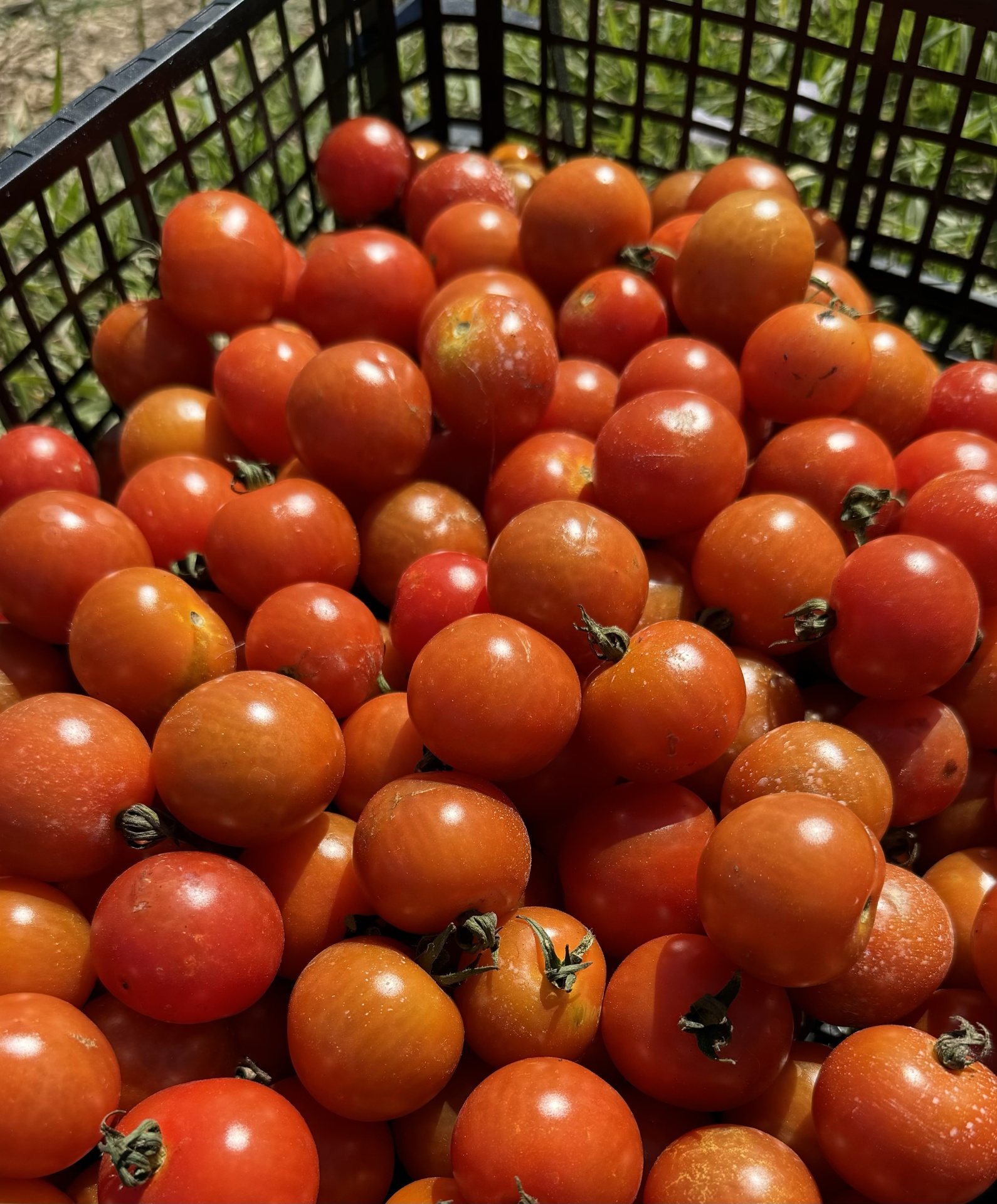 Tomate Cherry Vermelho