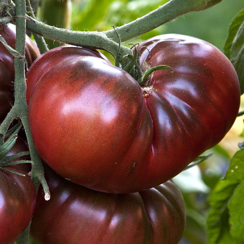 Tomate Negro da Crimeia