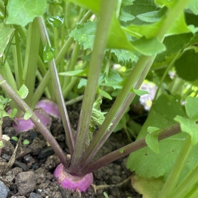 Nabo&#x20;com&#x20;rama&#x20;uni