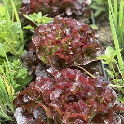 Alface&#x20;Folha&#x20;de&#x20;Carvalho&#x20;Roxa&#x20;uni