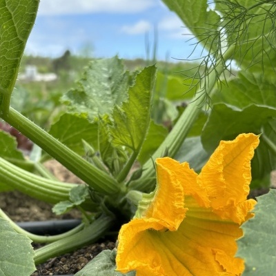 Courgette&#x20;uni