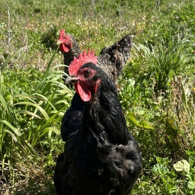 Ovos&#x20;da&#x20;Quinta