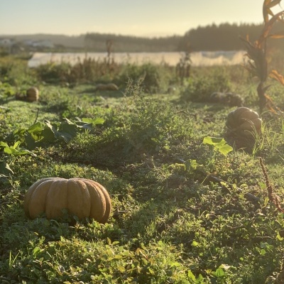 Ab&#x00F3;bora&#x20;Muscat&#x20;de&#x20;Provence&#x20;Inteira