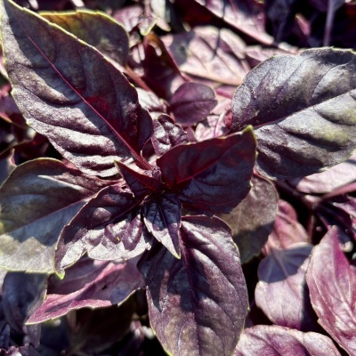 Manjeric&#x00E3;o&#x20;Roxo&#x20;30g