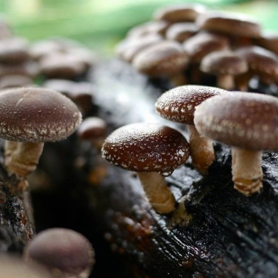 Cogumelos&#x20;Shiitake&#x20;250g