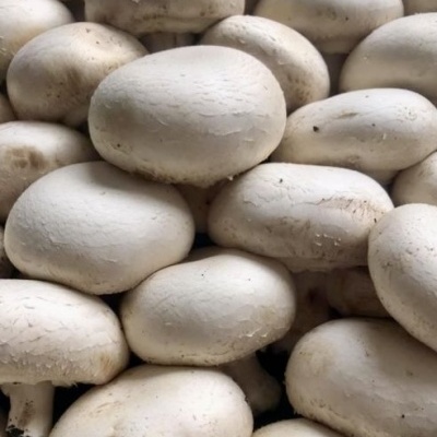 Cogumelos&#x20;Paris&#x20;250g