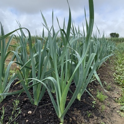 Alho&#x20;Franc&#x00EA;s&#x20;Mini&#x20;3uni