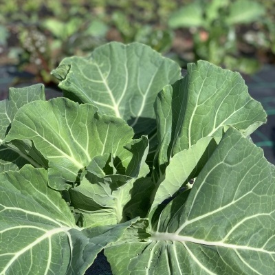 Couve&#x20;Portuguesa&#x20;uni