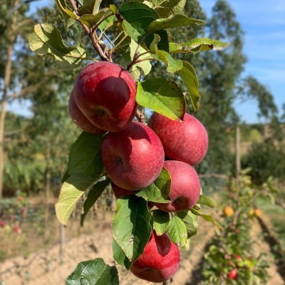 Ma&#x00E7;&#x00E3;&#x20;Fuji&#x20;&#x28;ler&#x20;descri&#x00E7;&#x00E3;o&#x29;