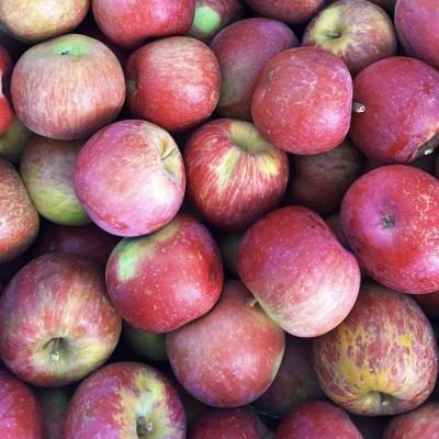 Ma&#x00E7;&#x00E3;&#x20;Fuji&#x20;&#x28;ler&#x20;descri&#x00E7;&#x00E3;o&#x29;