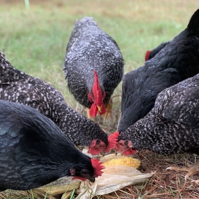 Ovos&#x20;da&#x20;Quinta