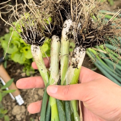 Cabaz&#x20;da&#x20;Semana&#x20;&#x7C;&#x20;SUBSCRI&#x00C7;&#x00C3;O